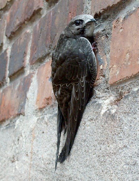 Junger Segler an Hauswand